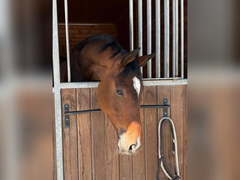 Deutsches Sportpferd Stute 8 Jahre 175 cm Brauner in Chur