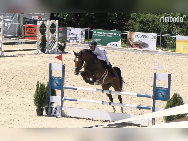 Deutsches Sportpferd Stute 8 Jahre 175 cm Brauner in Chur