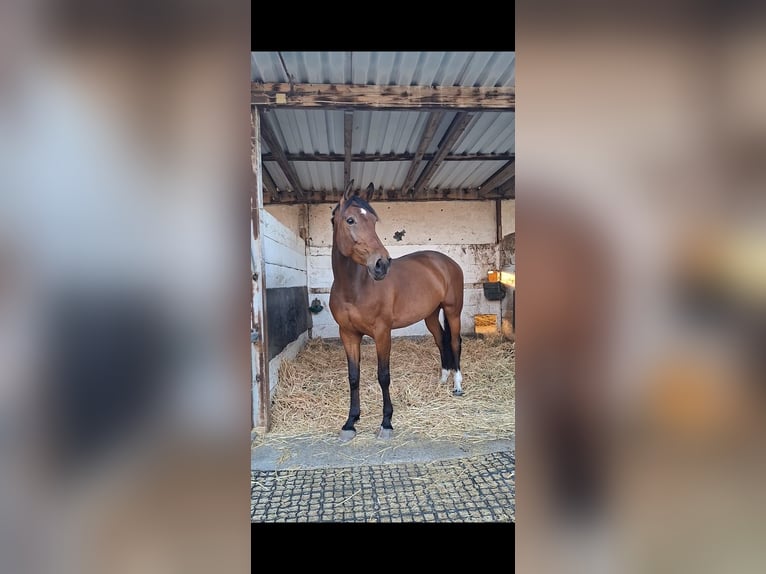 Deutsches Sportpferd Stute 8 Jahre 175 cm Dunkelbrauner in Mannheim