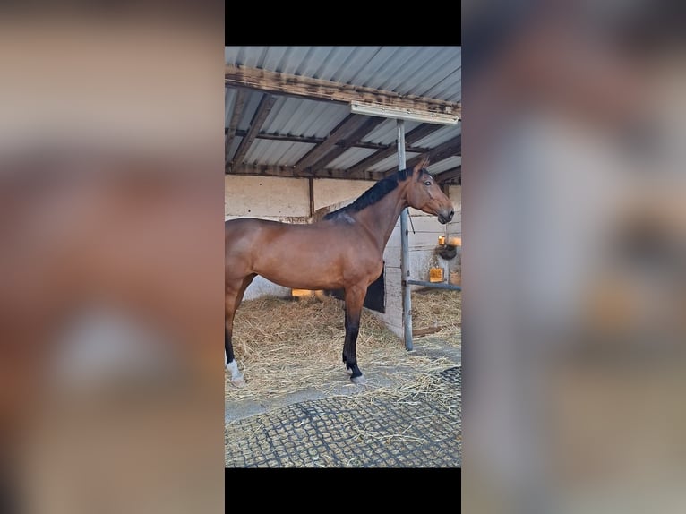 Deutsches Sportpferd Stute 8 Jahre 175 cm Dunkelbrauner in Mannheim
