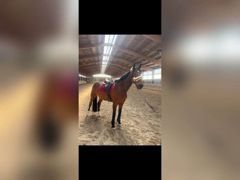 Deutsches Sportpferd Stute 8 Jahre 175 cm Dunkelbrauner in Mannheim
