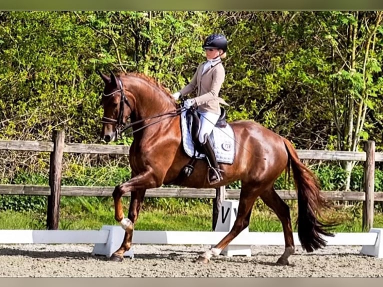 Deutsches Sportpferd Stute 8 Jahre 175 cm Dunkelfuchs in Alfeld