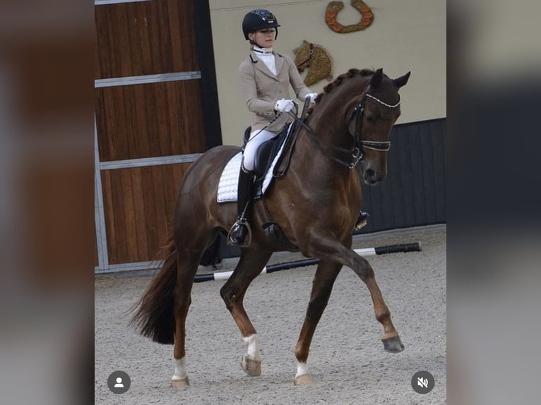 Deutsches Sportpferd Stute 8 Jahre 175 cm Dunkelfuchs in Karlsfeld