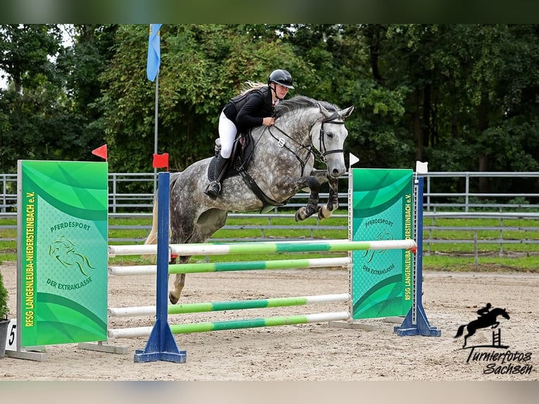 Deutsches Sportpferd Stute 8 Jahre 175 cm Schimmel in Leipzig