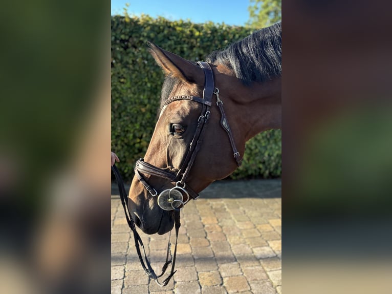 Deutsches Sportpferd Stute 8 Jahre 176 cm Brauner in Leingarten