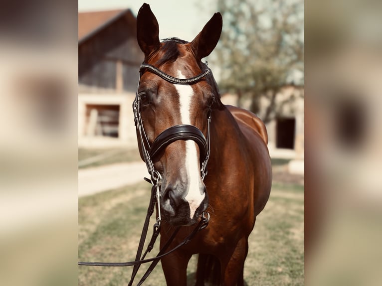 Deutsches Sportpferd Stute 8 Jahre 178 cm Brauner in Wendling