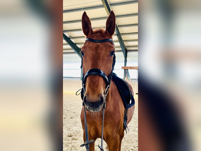 Deutsches Sportpferd Stute 8 Jahre 178 cm  in Fischach