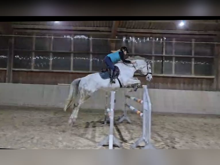 Deutsches Sportpferd Stute 8 Jahre 178 cm Schimmel in Volkenschwand