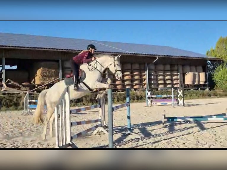 Deutsches Sportpferd Stute 8 Jahre 178 cm Schimmel in Volkenschwand