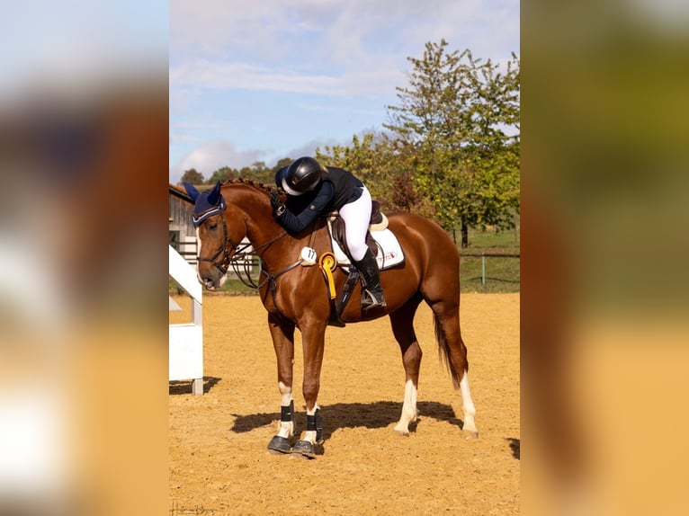 Deutsches Sportpferd Stute 8 Jahre 179 cm Fuchs in Nersingen