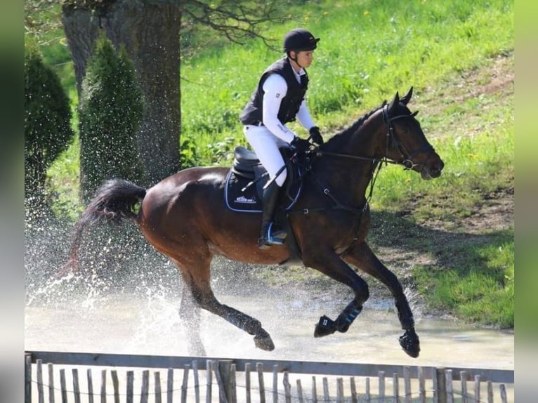 Deutsches Sportpferd Stute 8 Jahre 180 cm Brauner in Korntal-Münchingen