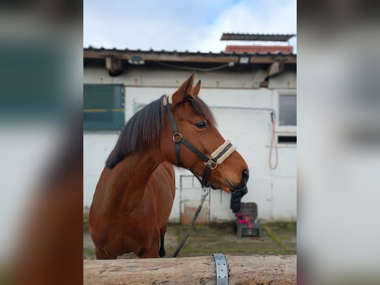 Deutsches Sportpferd Stute 8 Jahre Brauner in Dobberzin/ Angerm&#xFC;nde