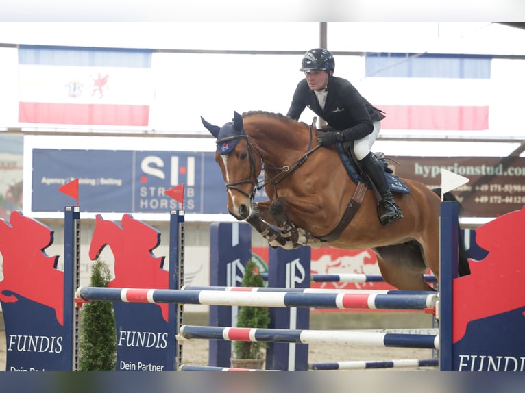 Deutsches Sportpferd Stute 8 Jahre Brauner in Heidm&#xFC;hlen