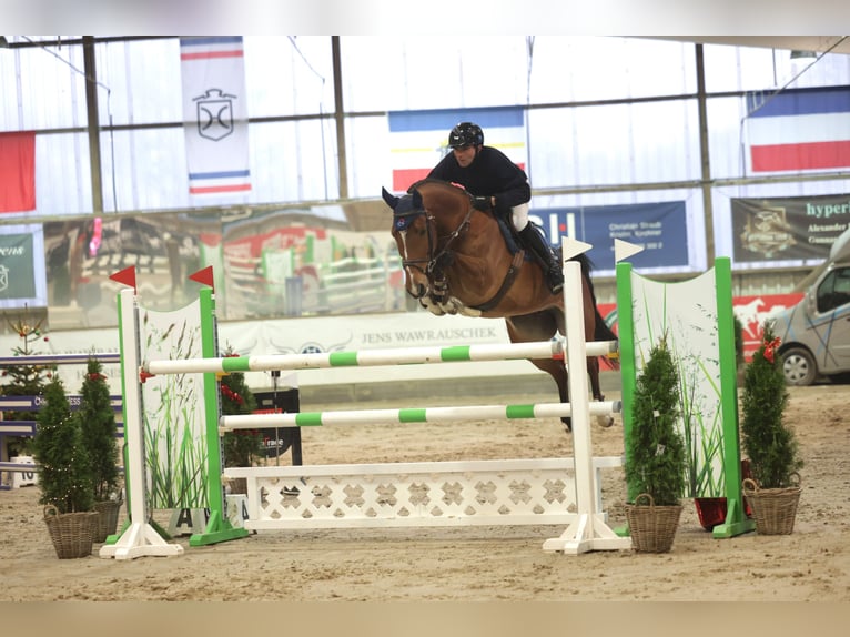 Deutsches Sportpferd Stute 8 Jahre Brauner in Heidm&#xFC;hlen