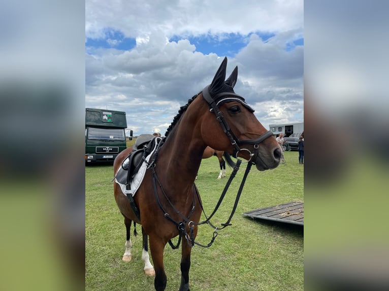 Deutsches Sportpferd Stute 9 Jahre 152 cm Brauner in Danewitz