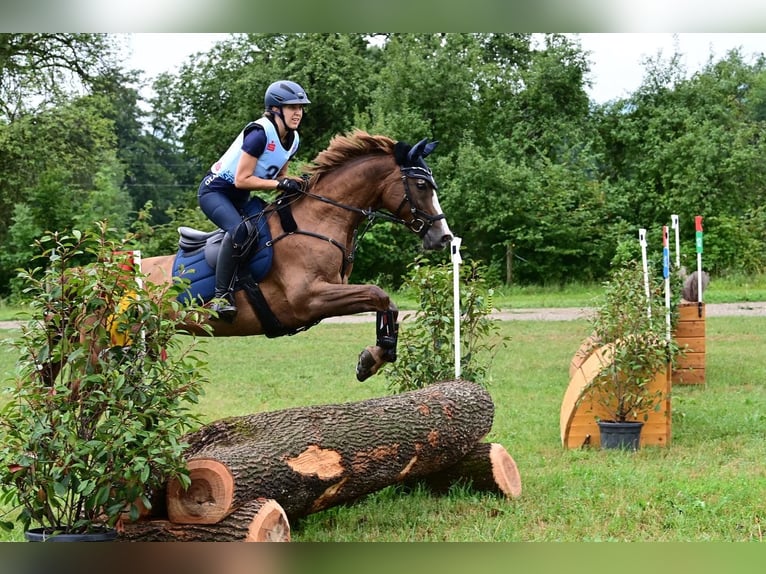 Deutsches Sportpferd Stute 9 Jahre 160 cm Dunkelfuchs in Nötsch