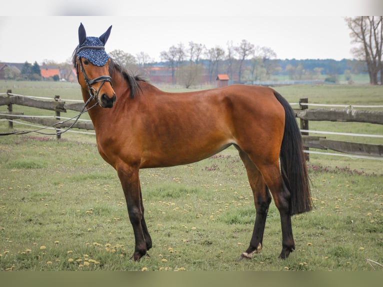 Deutsches Sportpferd Stute 9 Jahre 162 cm Brauner in Winkelstedt