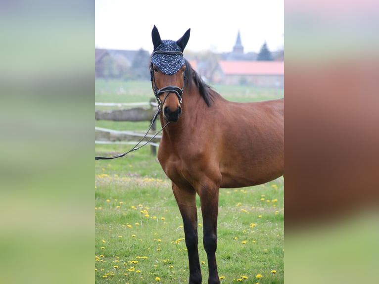 Deutsches Sportpferd Stute 9 Jahre 162 cm Brauner in Winkelstedt
