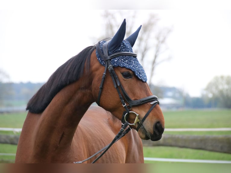 Deutsches Sportpferd Stute 9 Jahre 162 cm Brauner in Winkelstedt