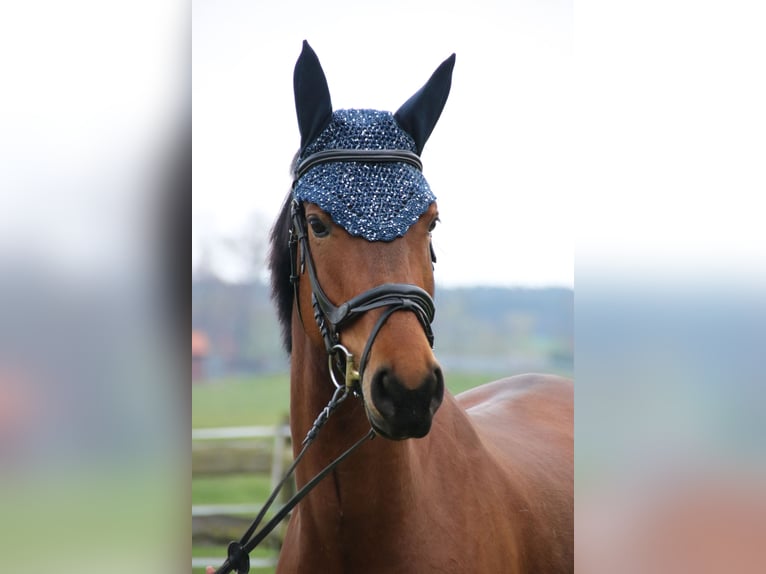 Deutsches Sportpferd Stute 9 Jahre 162 cm Brauner in Winkelstedt