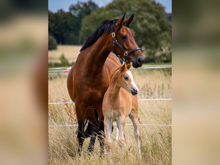 Deutsches Sportpferd Stute 9 Jahre 162 cm Brauner in Winkelstedt