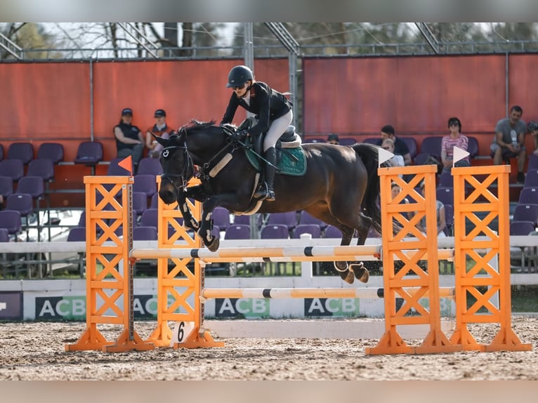 Deutsches Sportpferd Stute 9 Jahre 162 cm Brauner in V&#x113;tras