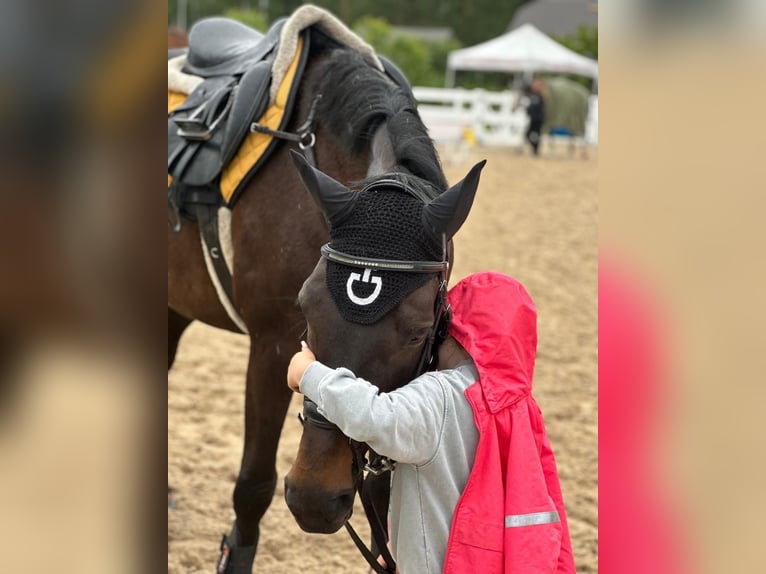 Deutsches Sportpferd Stute 9 Jahre 162 cm Brauner in V&#x113;tras