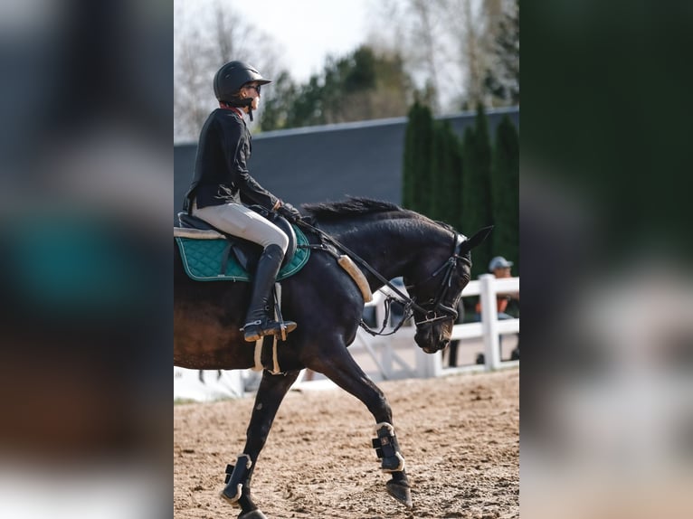 Deutsches Sportpferd Stute 9 Jahre 162 cm Brauner in V&#x113;tras