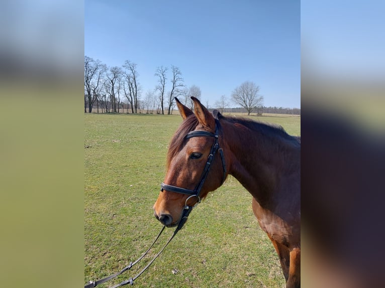 Deutsches Sportpferd Stute 9 Jahre 163 cm Brauner in Rietz-Neuendorf