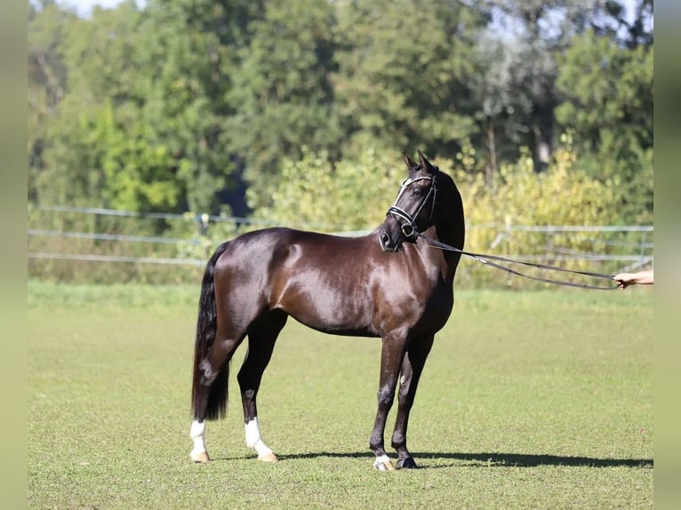 Deutsches Sportpferd Stute 9 Jahre 163 cm Schwarzbrauner in Fürstenzell
