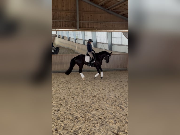 Deutsches Sportpferd Stute 9 Jahre 163 cm Schwarzbrauner in Fürstenzell