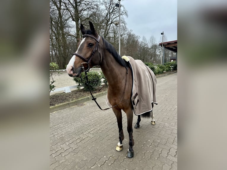 Deutsches Sportpferd Stute 9 Jahre 164 cm Brauner in Schenefeld