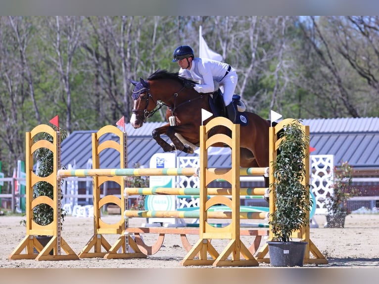 Deutsches Sportpferd Stute 9 Jahre 164 cm Brauner in Schenefeld