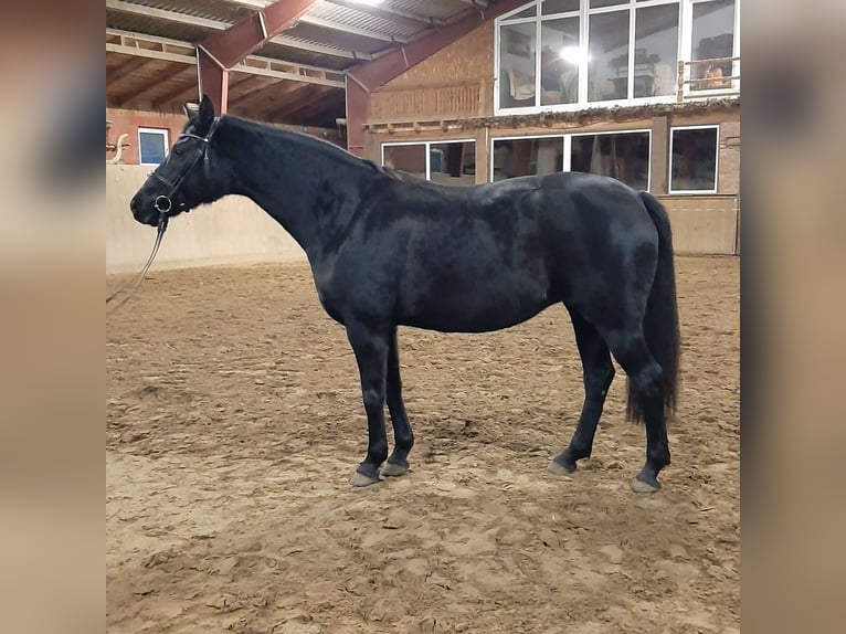 Deutsches Sportpferd Stute 9 Jahre 164 cm Rappe in Schwedt/Oder