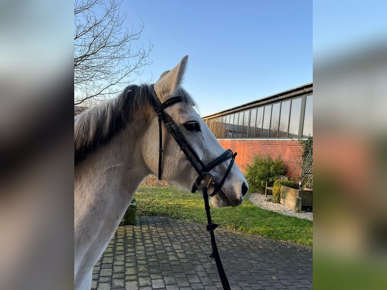 Deutsches Sportpferd Stute 9 Jahre 164 cm Schimmel in Altenberge