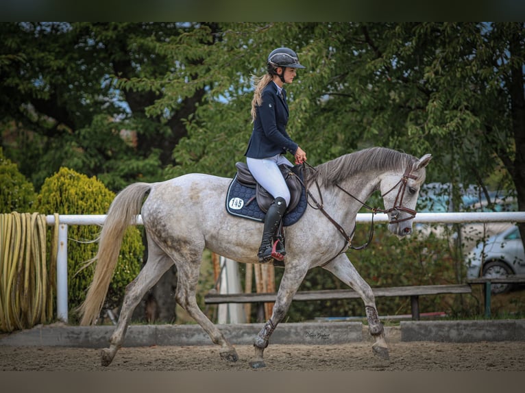 Deutsches Sportpferd Stute 9 Jahre 164 cm Schimmel in Königswartha