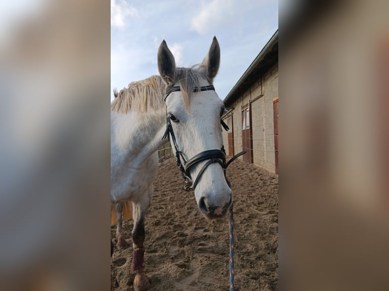 Deutsches Sportpferd Stute 9 Jahre 165 cm Apfelschimmel in Marsberg