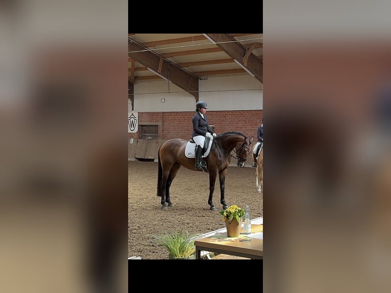 Deutsches Sportpferd Stute 9 Jahre 165 cm Brauner in H&#xFC;nxeH&#xFC;nxe