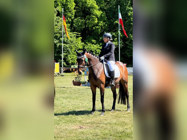 Deutsches Sportpferd Stute 9 Jahre 165 cm Brauner in H&#xFC;nxeH&#xFC;nxe