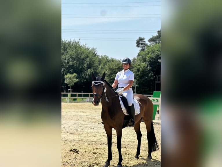 Deutsches Sportpferd Stute 9 Jahre 165 cm Brauner in H&#xFC;nxeH&#xFC;nxe