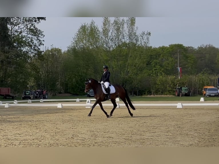 Deutsches Sportpferd Stute 9 Jahre 165 cm Brauner in H&#xFC;nxeH&#xFC;nxe