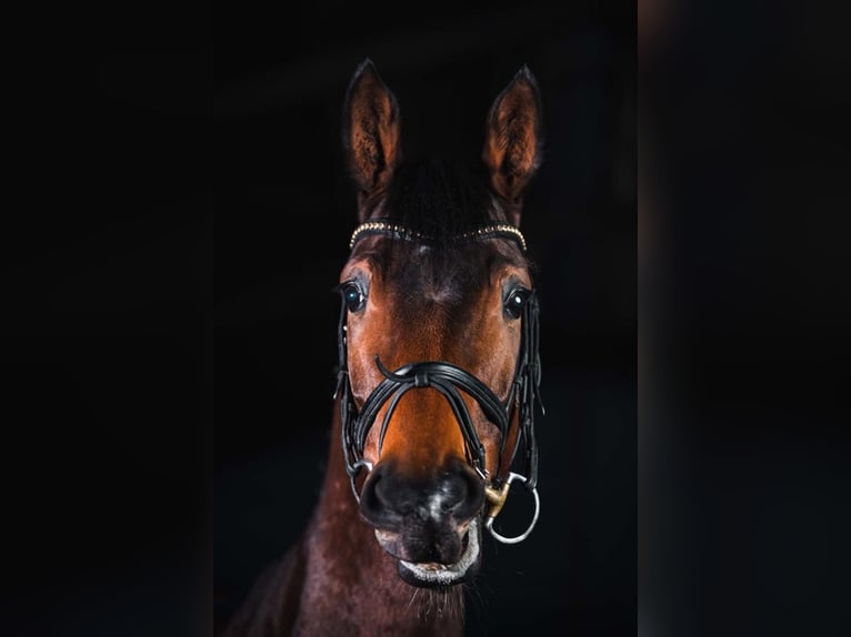 Deutsches Sportpferd Stute 9 Jahre 165 cm Brauner in Grafschaft