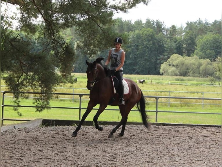 Deutsches Sportpferd Stute 9 Jahre 165 cm Brauner in Windischeschenbach