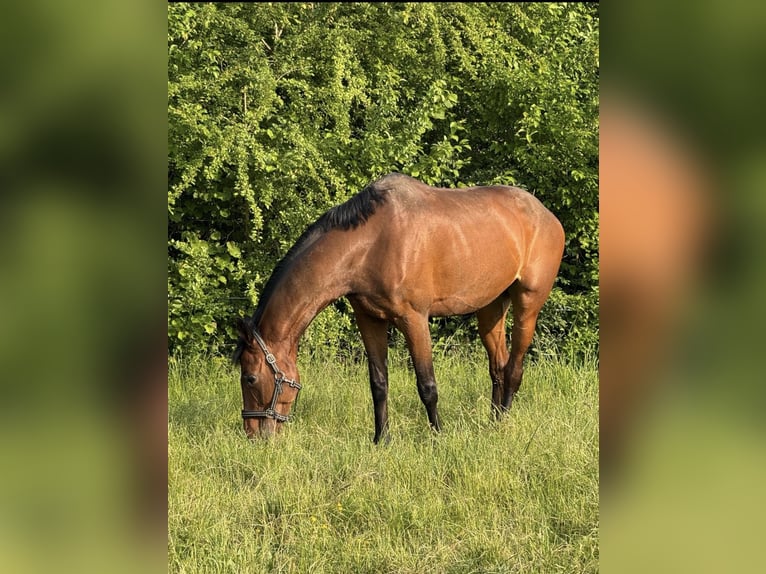 Deutsches Sportpferd Stute 9 Jahre 165 cm Brauner in Windischeschenbach