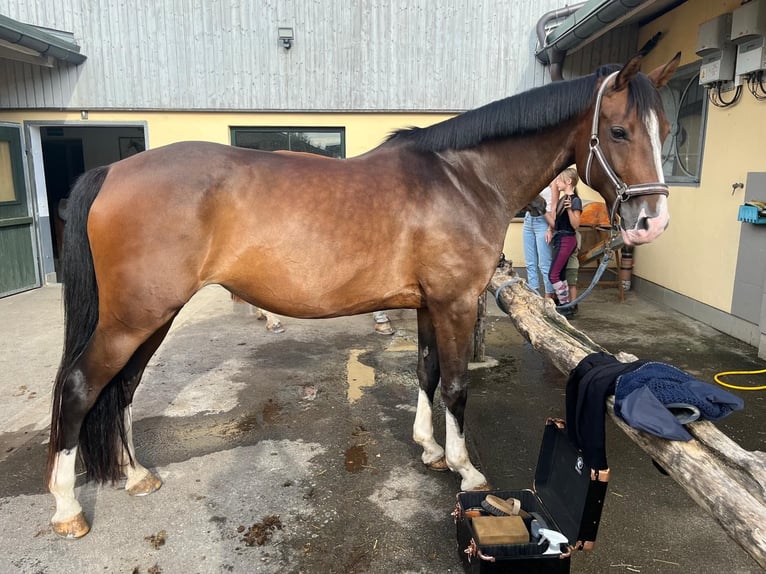 Deutsches Sportpferd Stute 9 Jahre 165 cm Dunkelbrauner in Glashütte