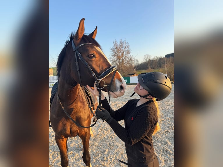 Deutsches Sportpferd Stute 9 Jahre 165 cm Dunkelbrauner in Glashütte