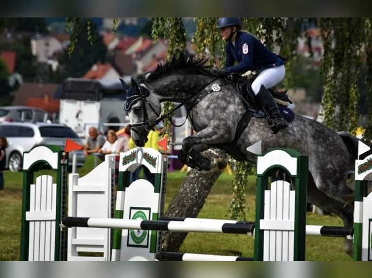 Deutsches Sportpferd Stute 9 Jahre 165 cm Schimmel in Heideland