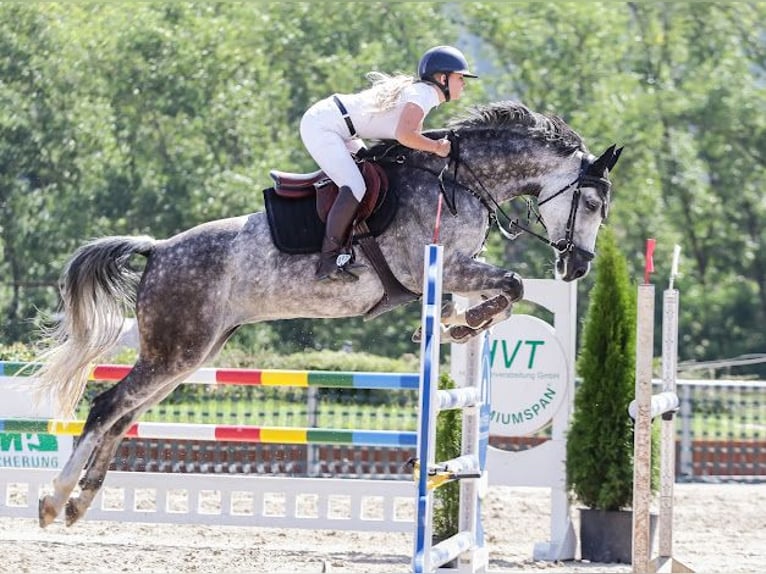Deutsches Sportpferd Stute 9 Jahre 165 cm Schimmel in Heideland