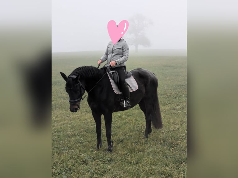 Deutsches Sportpferd Stute 9 Jahre 166 cm Brauner in Balingen
