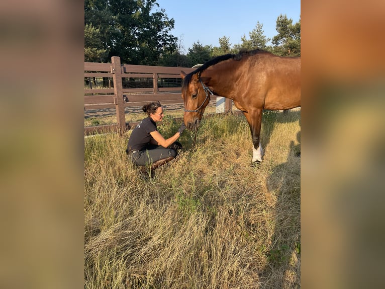 Deutsches Sportpferd Stute 9 Jahre 166 cm Brauner in Neuruppin